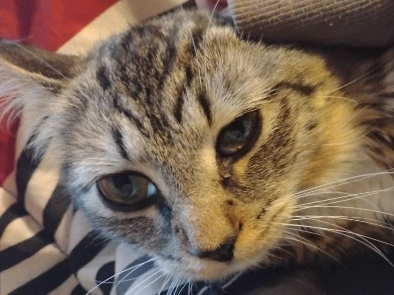 Bam - Tabby | Petmeetly