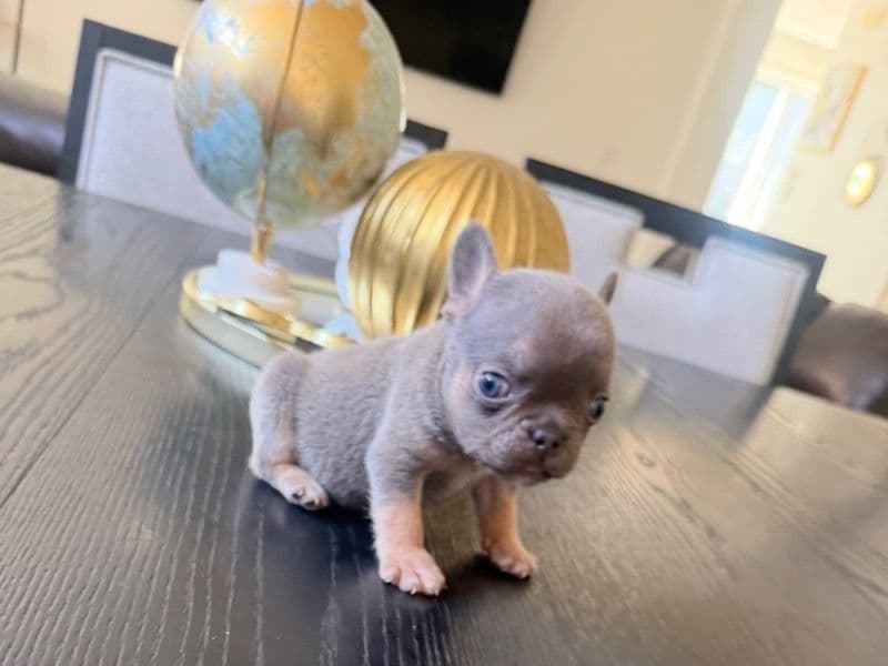 French Bulldog 2 months old female small named Belle for sale in Sacramento County, California | Petmeetly
