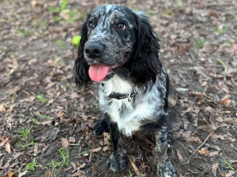 Milo primary photo