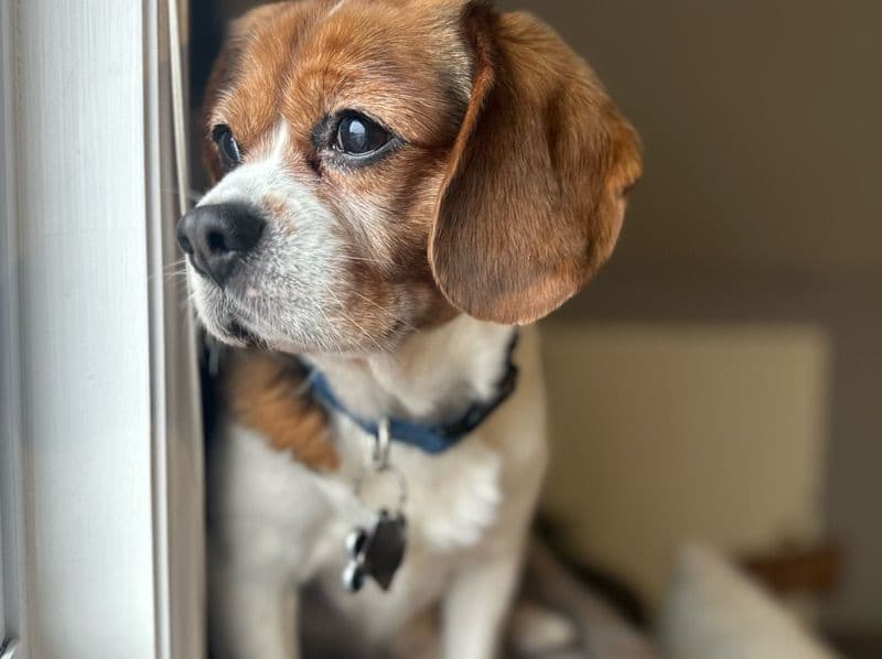 Charlie primary photo