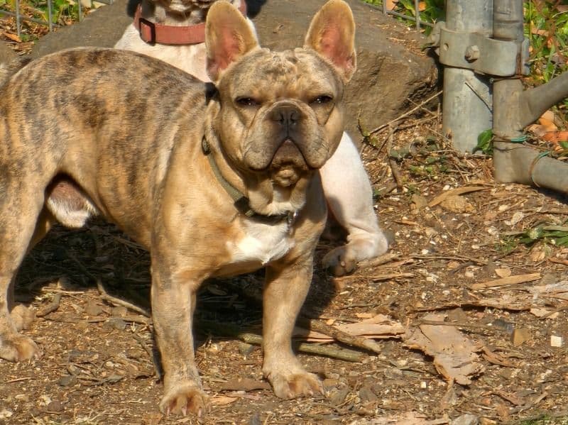 Chubs primary photo