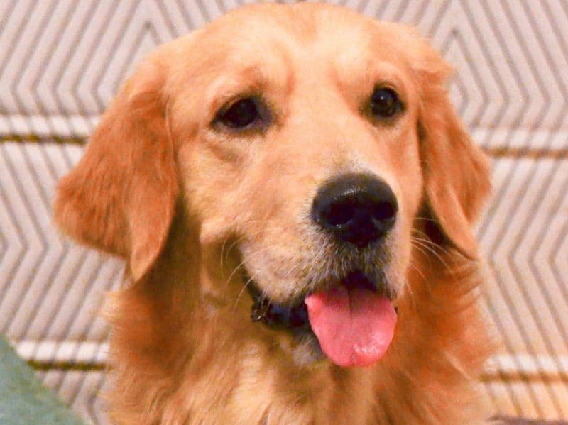 Roscoe primary photo