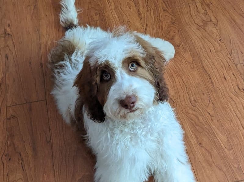 Sproodle 2 years 1 month old male medium named Raleigh for breeding in Westmoreland County, Pennsylvania | Petmeetly