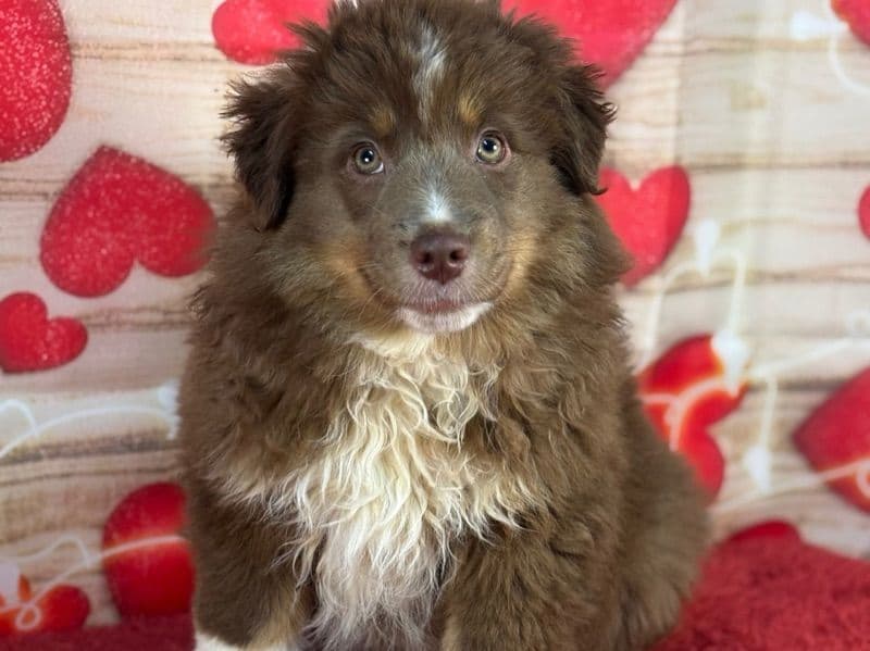 Australian Shepherd 3 months old male medium named David for sale in Macon County, Alabama | Petmeetly