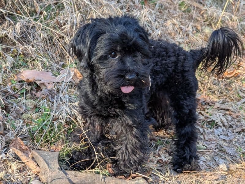Maltipoo 2 years 5 months old female small named Kaya for breeding in Dawson County, Georgia | Petmeetly