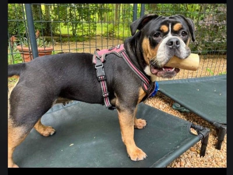 Stormii primary photo