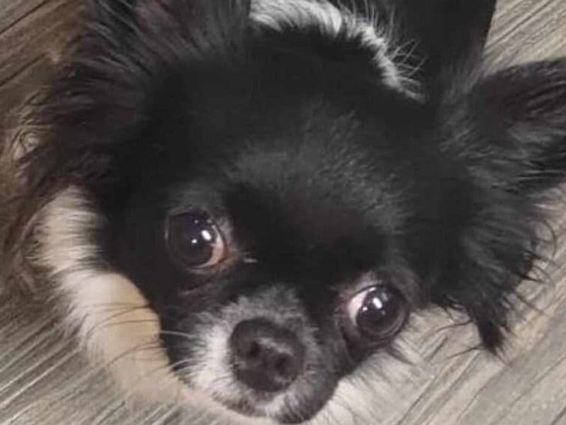 Long hair Chihuahua 4 years 11 months old female small named Sushi for breeding in Los Angeles County, California | Petmeetly
