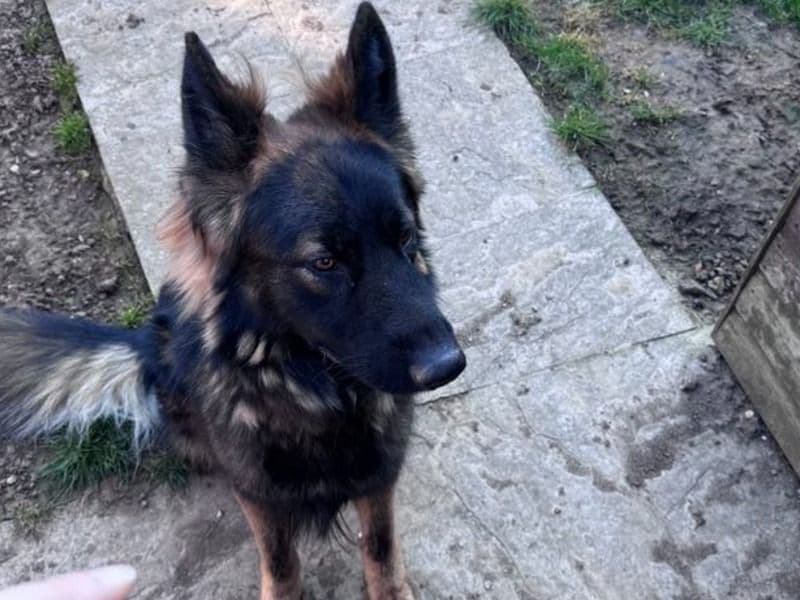 German Shepherd 3 years old male medium named Buster for adoption in Norfolk, England | Petmeetly