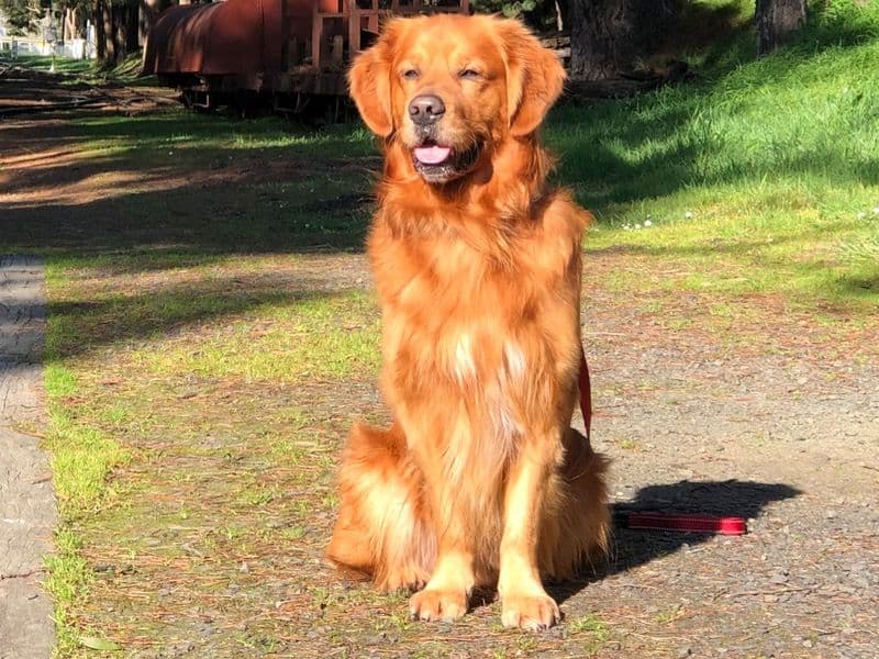 Teddy primary photo