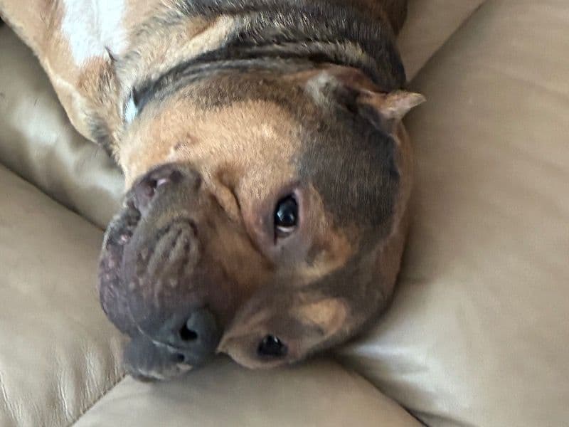 American Bully 2 years 1 month old male extra large named Brownie for breeding in Aiken County, South Carolina | Petmeetly