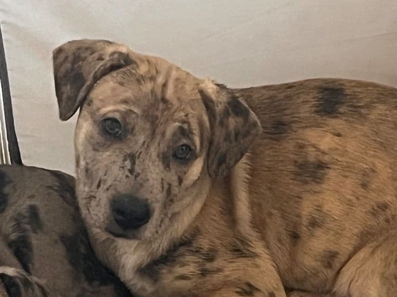 Pit Bull Terrier 2 months old female medium named Potato for sale in Scott County, Iowa | Petmeetly