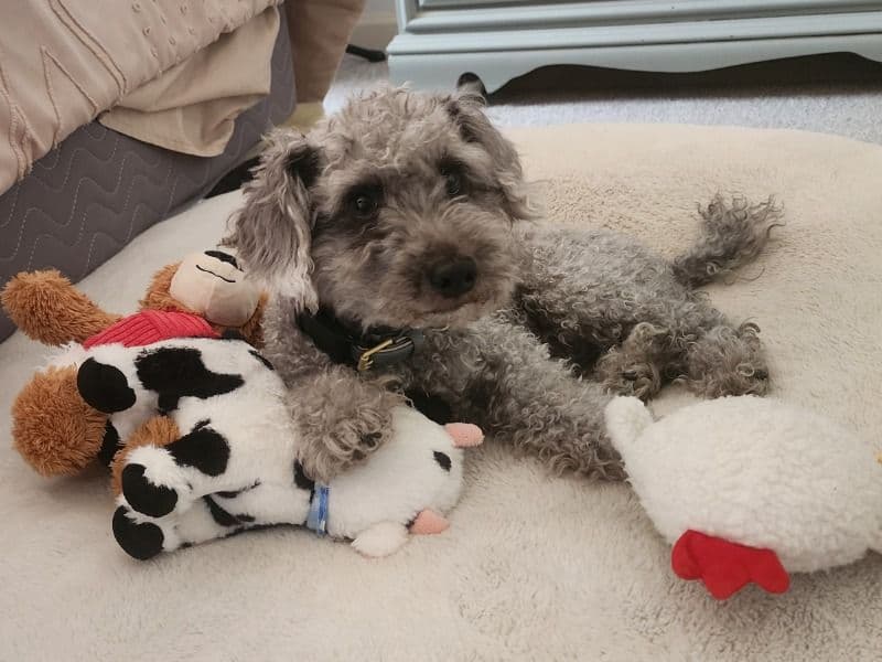 Miniature Poodle 5 years 8 months old male small named Bean for breeding in Knox County, Tennessee | Petmeetly