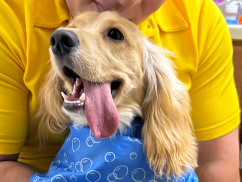 English Cocker Spaniel 1 year 2 months old male medium named Titan for breeding in Fort Bend County, Texas | Petmeetly