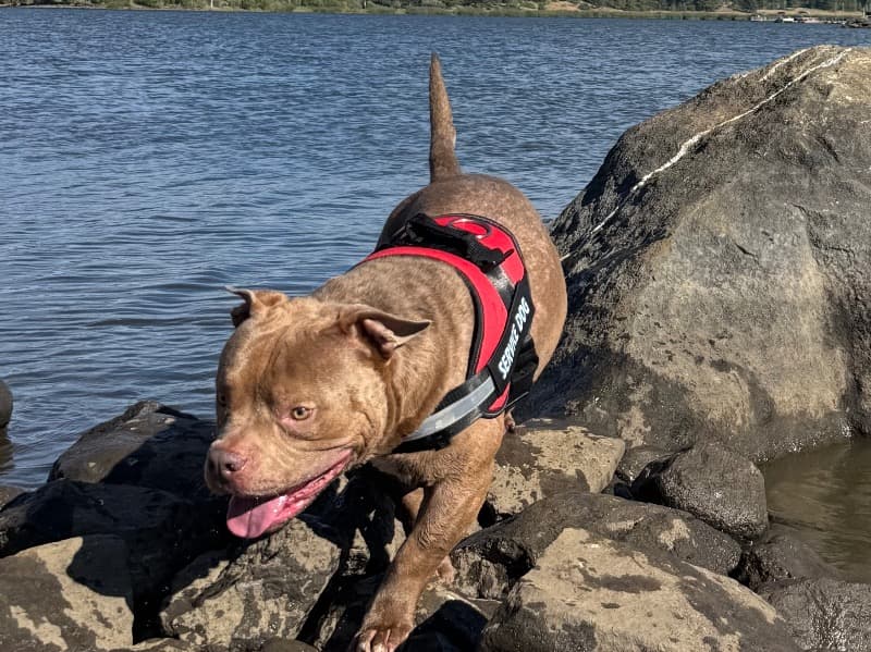 American Bully 4 years old male medium named Morpheus for breeding in San Diego County, California | Petmeetly