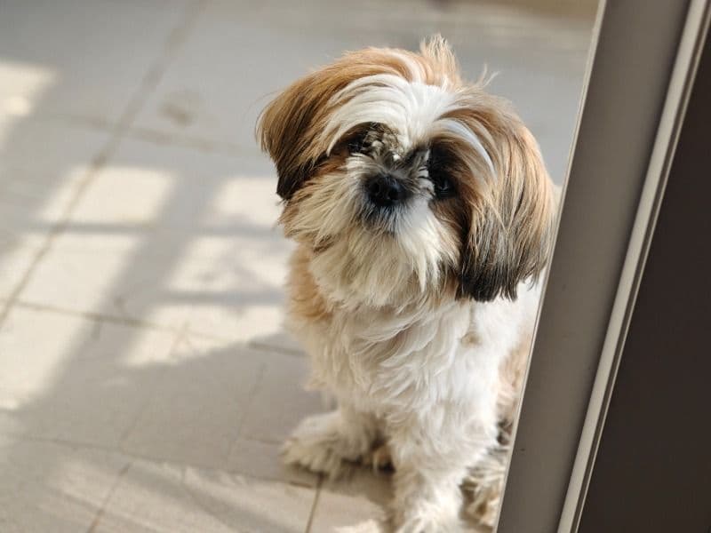 Shih Tzu 3 years 9 months old female medium named Mishri for breeding in Gurgaon Division, Haryana | Petmeetly