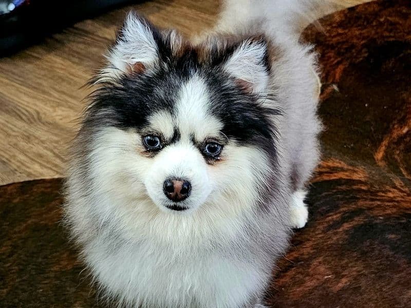 Wolfie primary photo