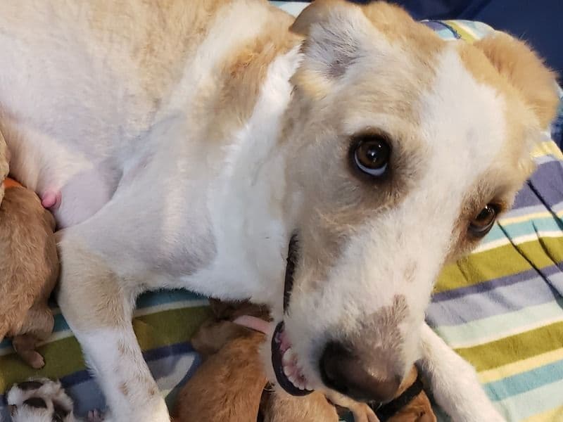 Aussiedoodle 3 years 7 months old female medium named Honey for breeding in Regional Municipality of Durham, Ontario | Petmeetly