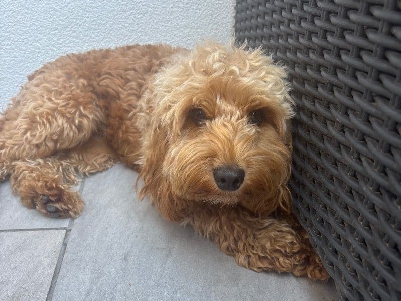 Maggie primary photo