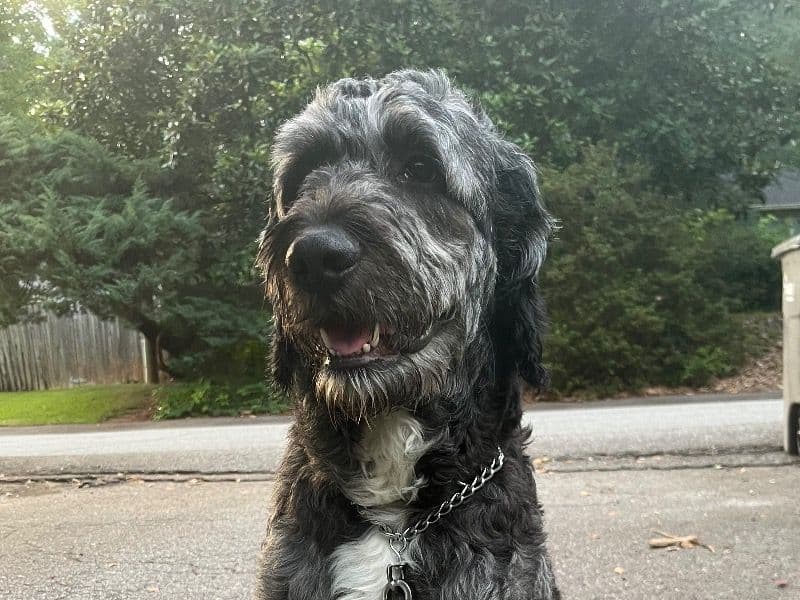 Standard Poodle 2 years 5 months old male medium named Mr. Bear for breeding in Charleston County, South Carolina | Petmeetly