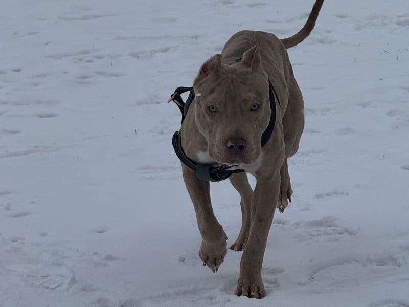 American Bully 1 year old male large named Simba for breeding in Toronto, Ontario | Petmeetly