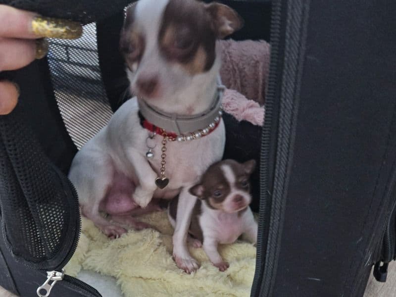 Teacup Chihuahua 1 month old male small named Cupcake for sale in Hamilton, Ontario | Petmeetly