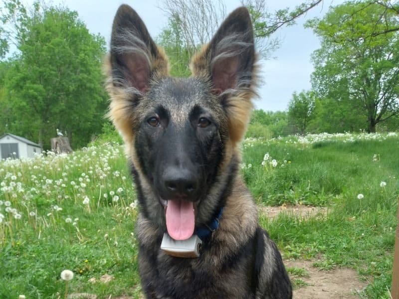 Azrael primary photo