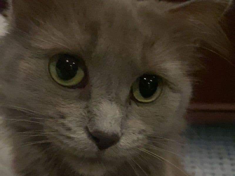 Ragdoll 2 years old female named Bitty for breeding in Wellington County, Ontario | Petmeetly