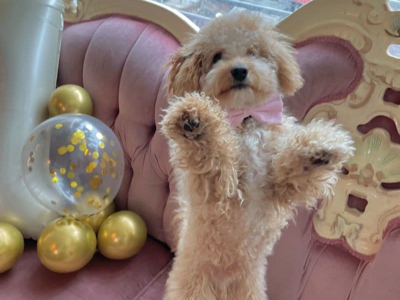 Toy Poodle 3 years 2 months old male small named Tofu for breeding in Rockland County, New York | Petmeetly