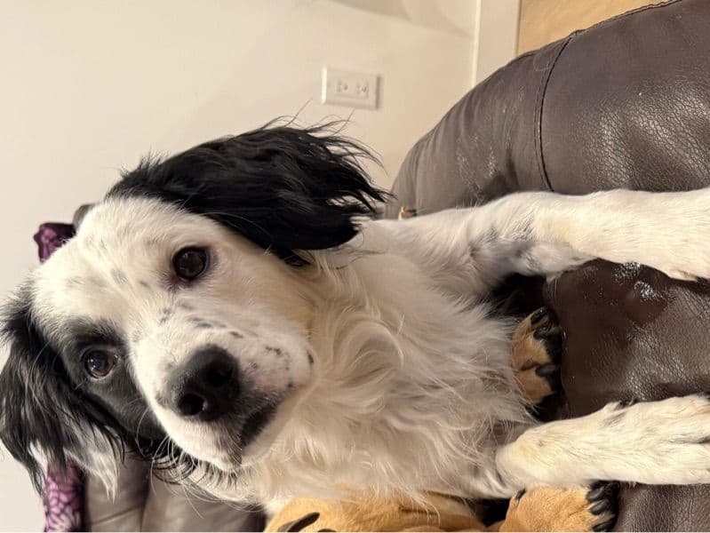 English Springer Spaniel 2 years 6 months old male medium named Leo for breeding in Regional Municipality of Niagara, Ontario | Petmeetly