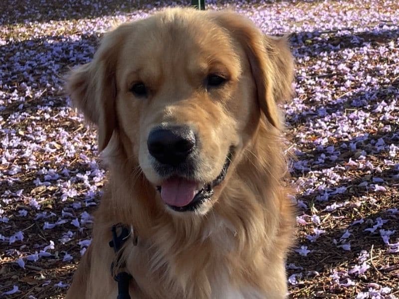 English Golden Retriever 3 years 7 months old male large named Ralph for breeding | Petmeetly