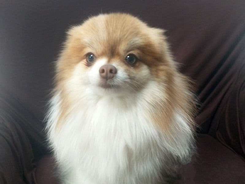 Roxi primary photo