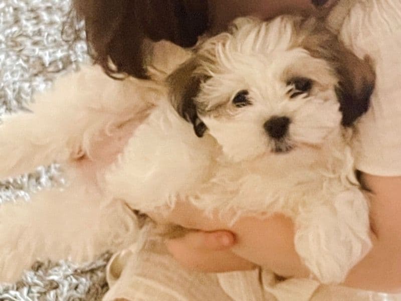 Maltese Shih Tzu 3 years 4 months old female medium named Missy for breeding in Hume City, Victoria | Petmeetly