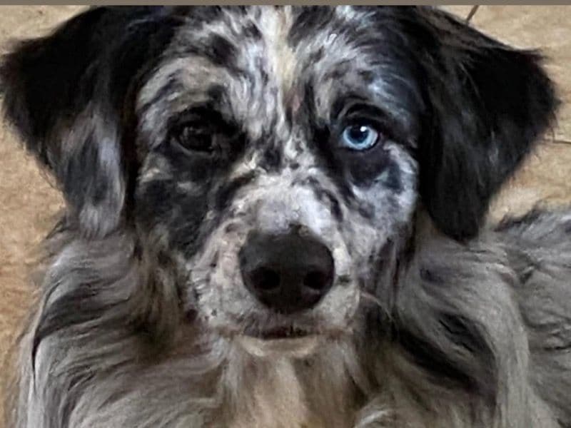 Miniature Australian Shepherd 3 years 1 month old male medium named Cowboy for breeding in Harris County, Texas | Petmeetly