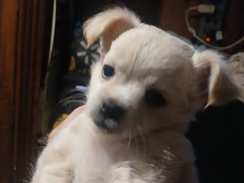 Chihuahua 2 months old male small named Zack for sale in Riverside County, California | Petmeetly
