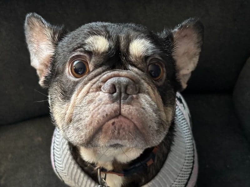 French Bulldog 4 years old female medium named Dez for sale in Letcher County, Kentucky | Petmeetly