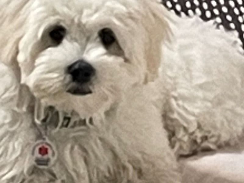Koda primary photo