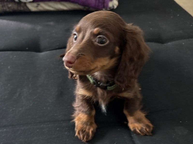 Miniature Dachshund 3 months old male small named Chopper for sale in Alexandria, Virginia | Petmeetly