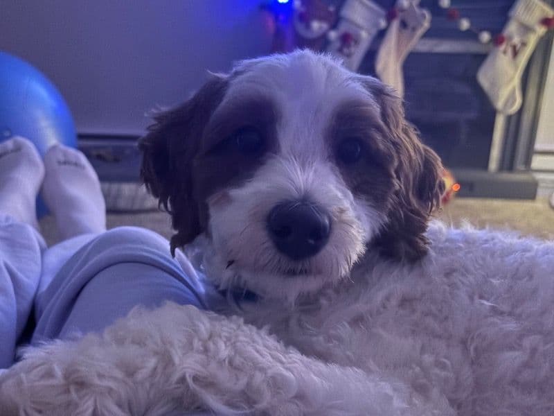 Mini Golden Doodle 2 years 3 months old male medium named Mylo for breeding in Clackamas County, Oregon | Petmeetly