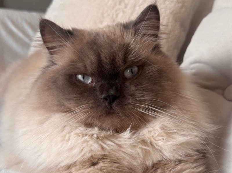 Ragdoll 1 year old male named Bora for breeding in Saxony-Anhalt | Petmeetly