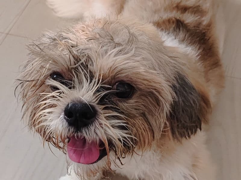 Max primary photo