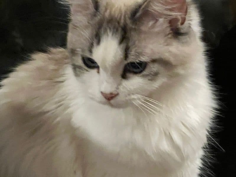 Mishka primary photo