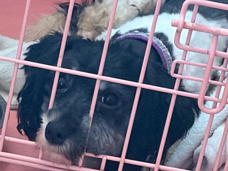 Havanese 2 years old female medium named Shelly for sale in Luzerne County, Pennsylvania | Petmeetly