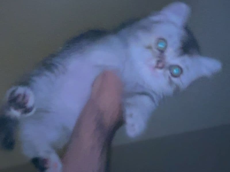 British Shorthair 8 months old female named Chia for breeding | Petmeetly