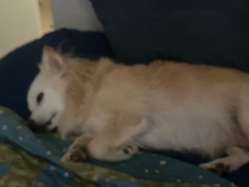 Chi Chi 11 years 4 months old female small named Bella for breeding in Thompson-Nicola, British Columbia | Petmeetly