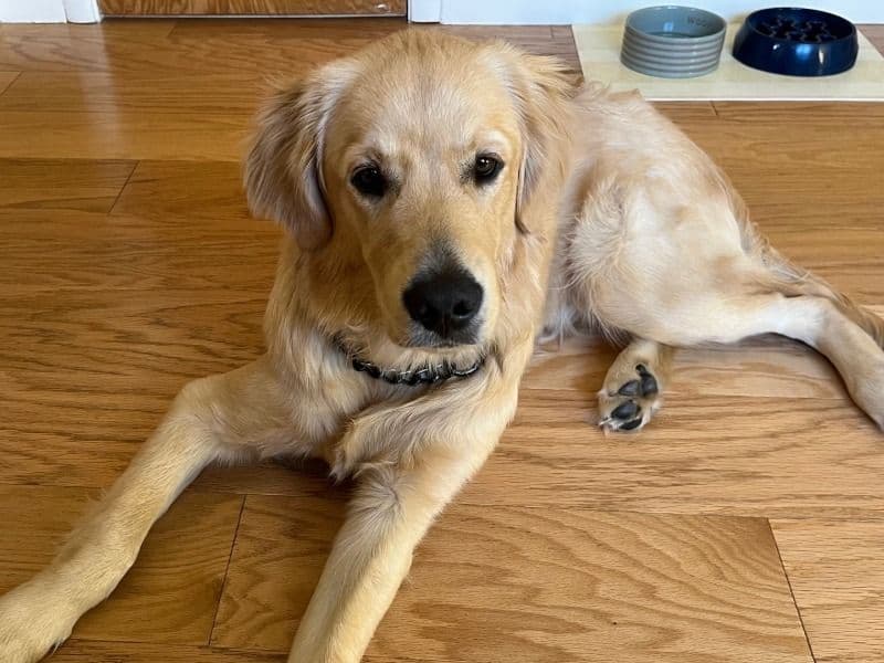 Golden Retriever 7 months old male large named Beau for breeding in Santa Clara County, California | Petmeetly