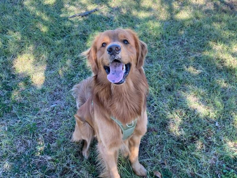 Golden Retriever 2 years 8 months old male large named Dubbie for breeding in Lake County, Florida | Petmeetly