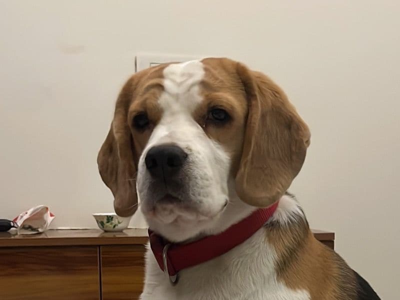 Leo primary photo