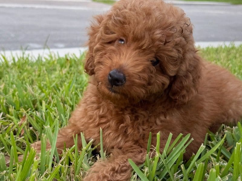 Goldendoodle 4 months old male medium named Simba for sale in Broward County, Florida | Petmeetly