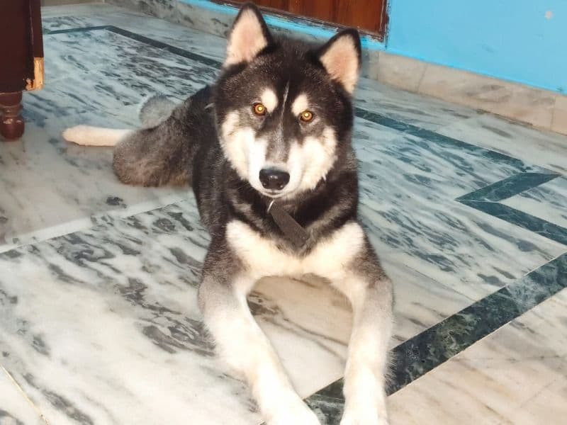 Husky 2 years 4 months old male medium named Laddoo for breeding in Delhi Division, Delhi | Petmeetly
