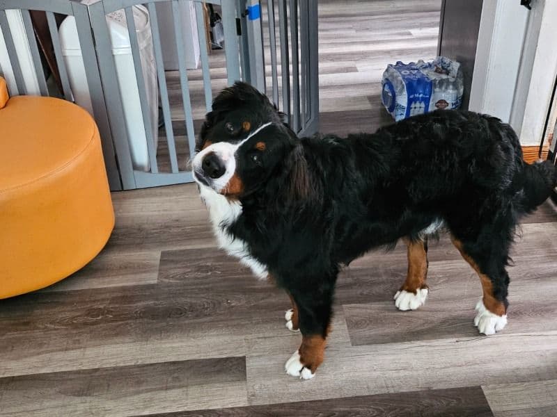 Bernese Mountain Dog 1 year old male large named Ryder for adoption in Camden County, New Jersey | Petmeetly